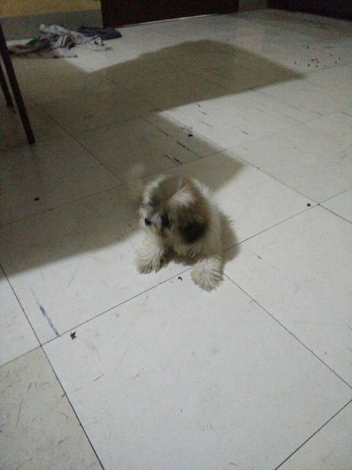 puppy, girl