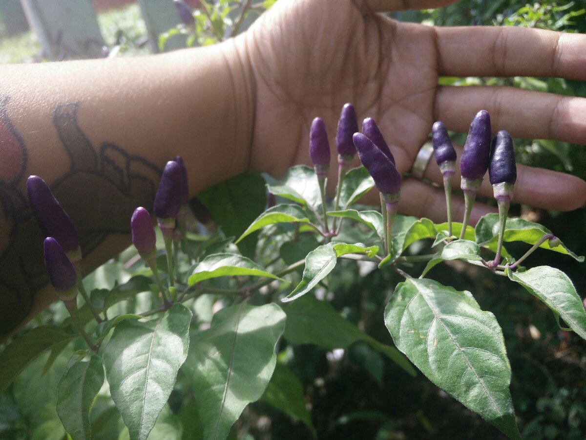 purple sili