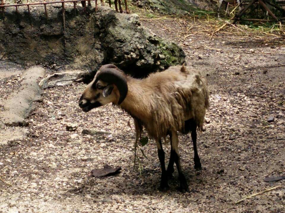 ram
