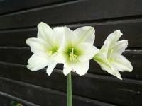 white flower