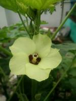 okra