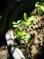 1 month old peanut plant
