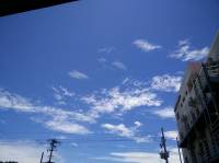 skies, trees