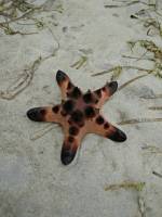 starfish