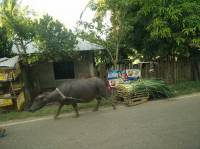 birhen sa guadalupe