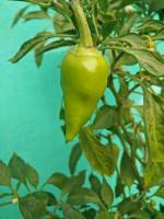 sili