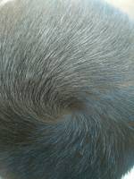 tornado head