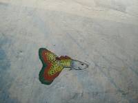 guppy