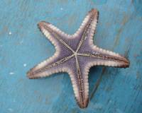 starfish