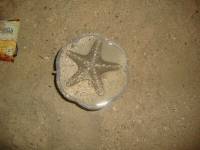 patrick the starfish