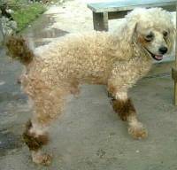 poochie