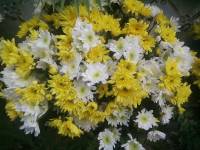 bloom