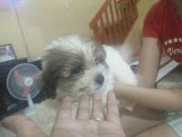 his name is Tiny