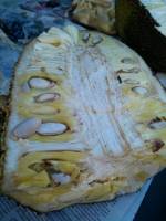 nangka