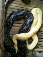 visit cebu zoo to meet these snakes