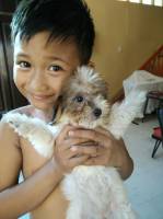 Tiny the puppy
