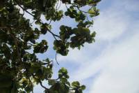 skies, trees