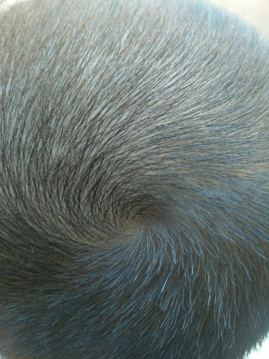 tornado head