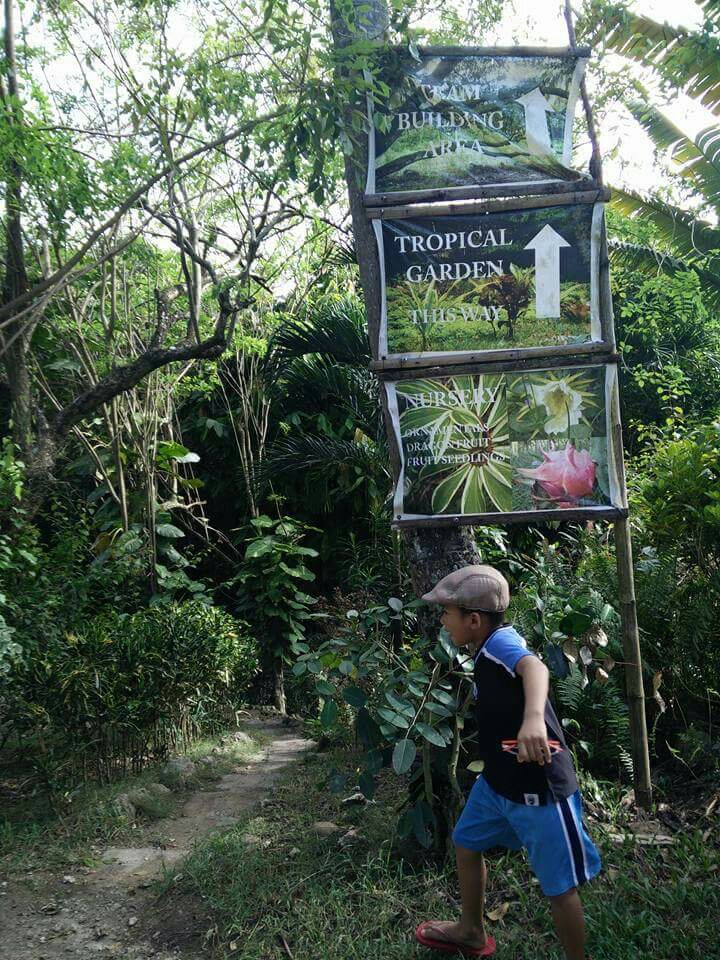 tropical garden