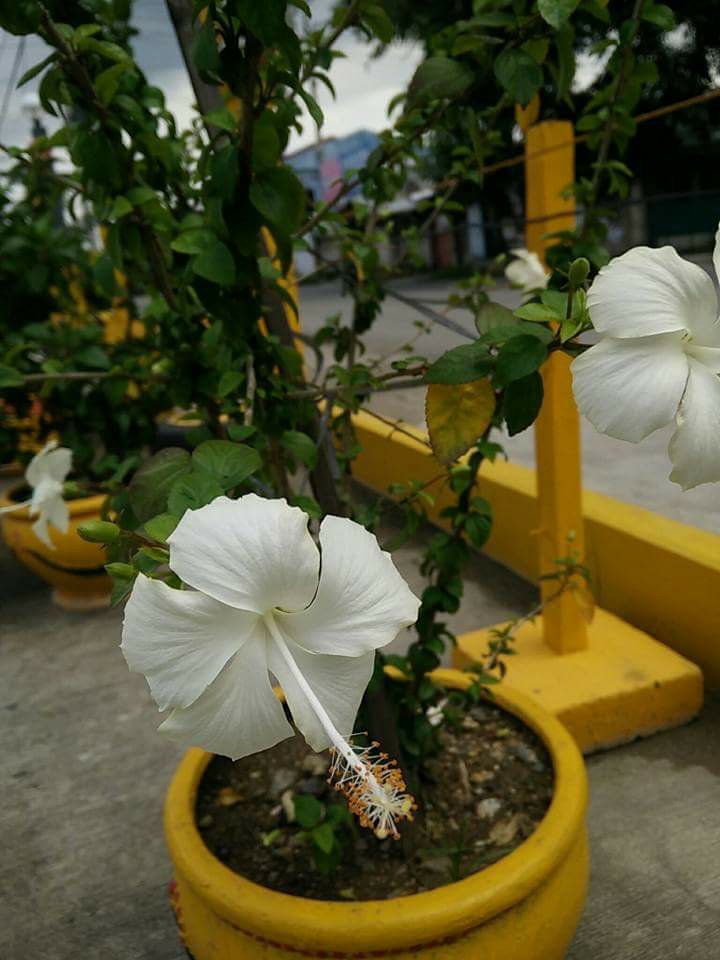 white, gumamela