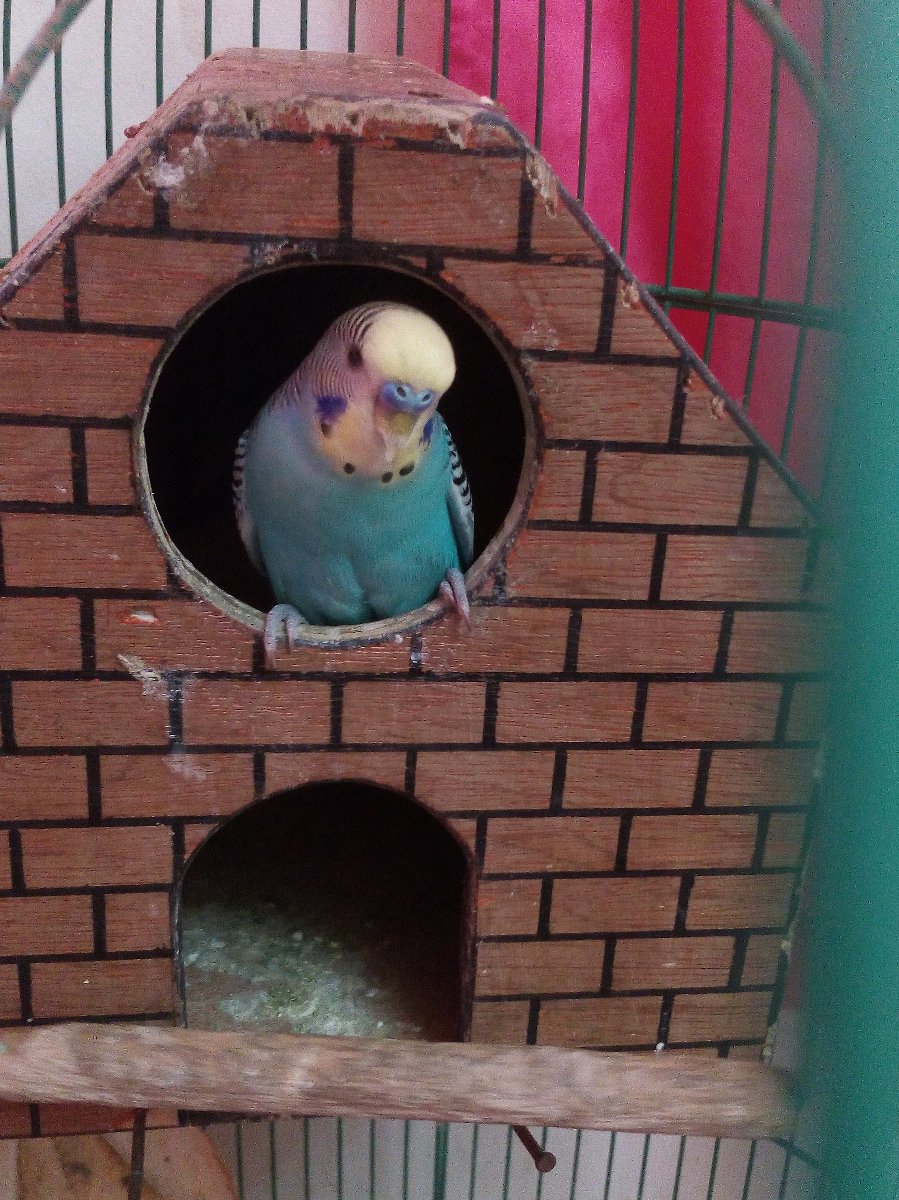 Love bird 
