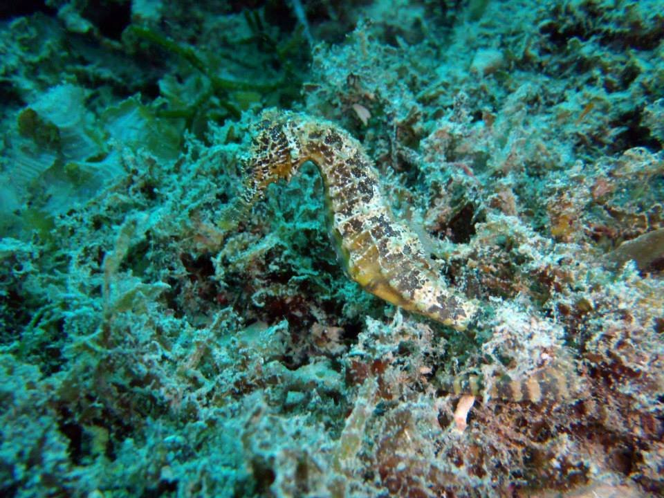 SEA HORSE