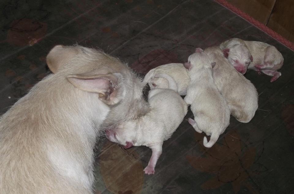 puppies