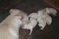 puppies