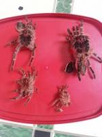spiders