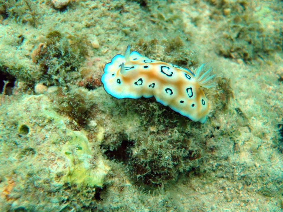 under the sea