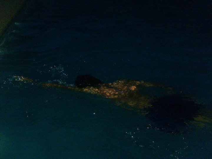 night swimming