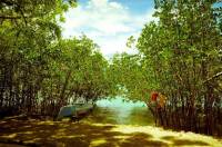 mangrooves