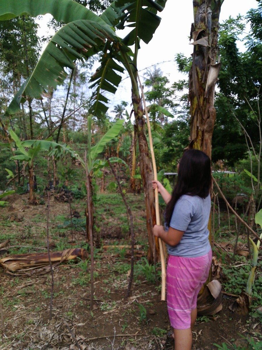 Banana picking
