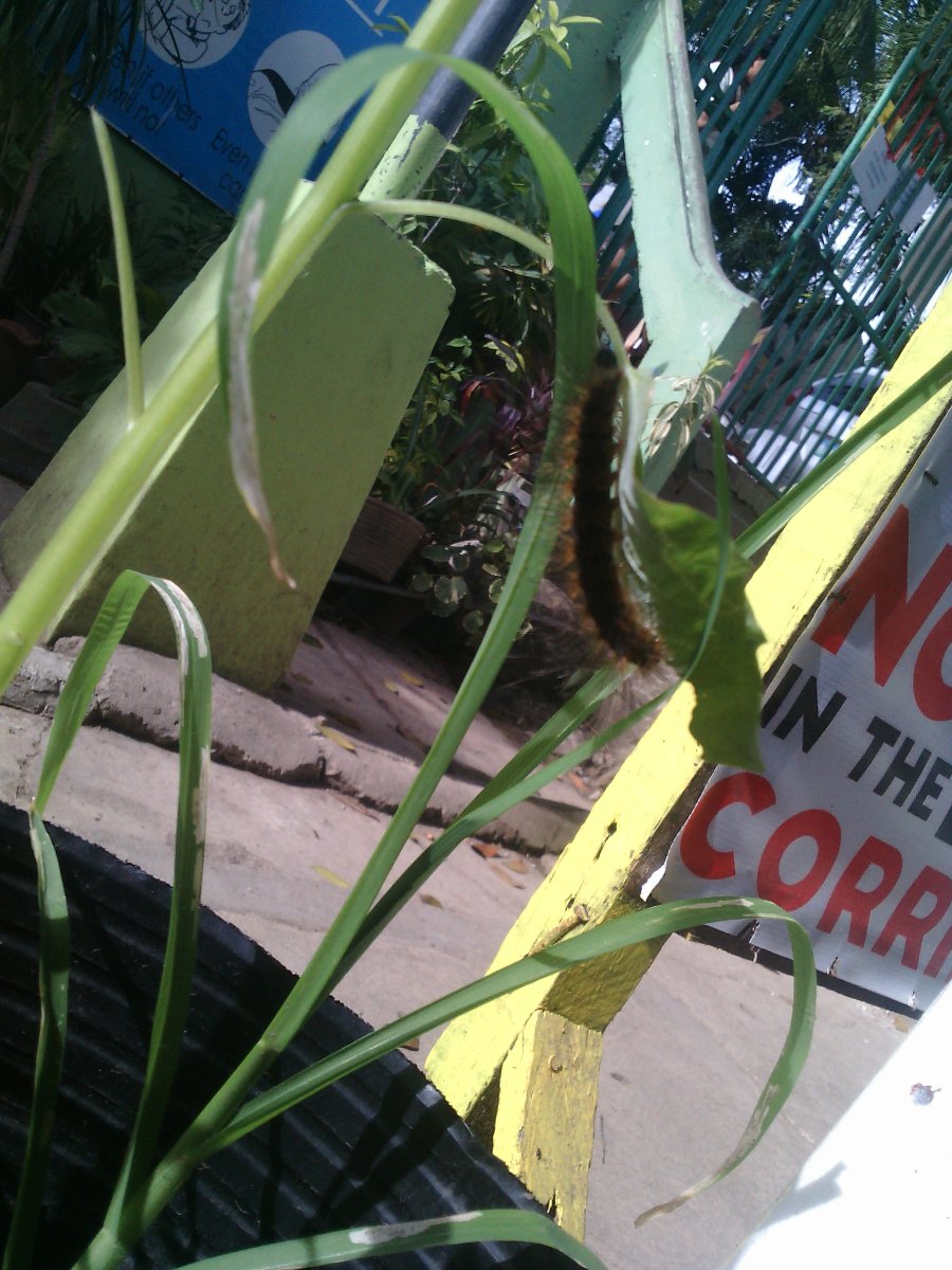 Insect, green