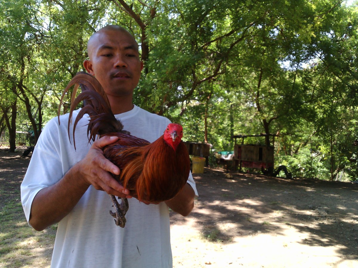 Manok, sabong