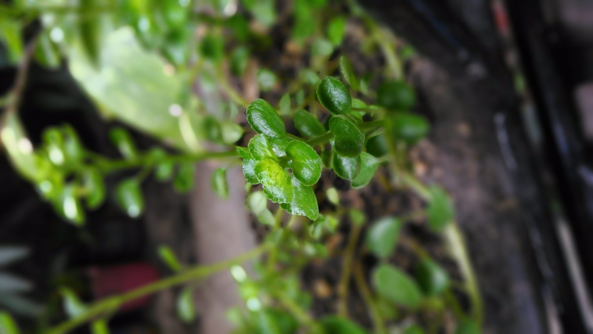 Plant