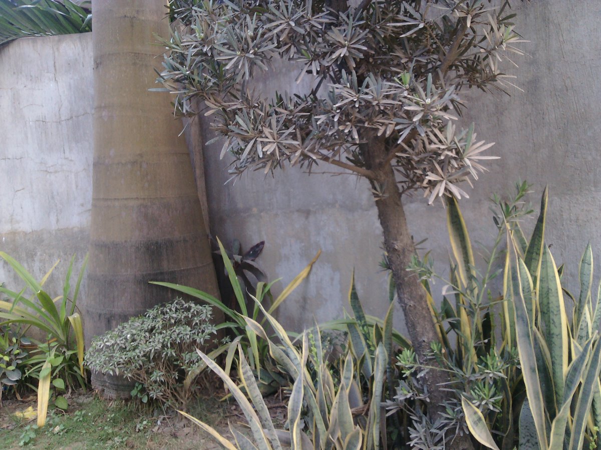 Plants