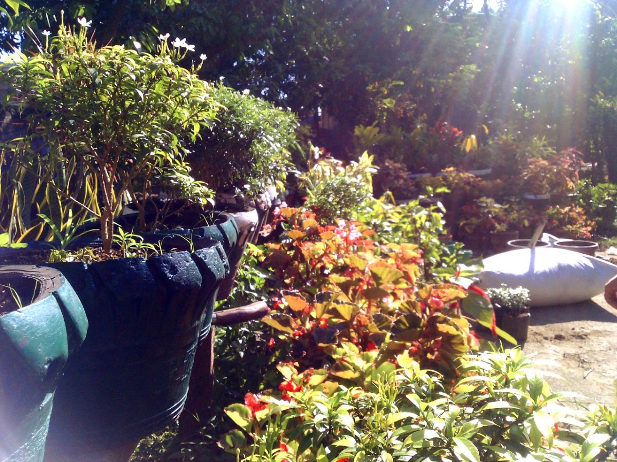 Plants