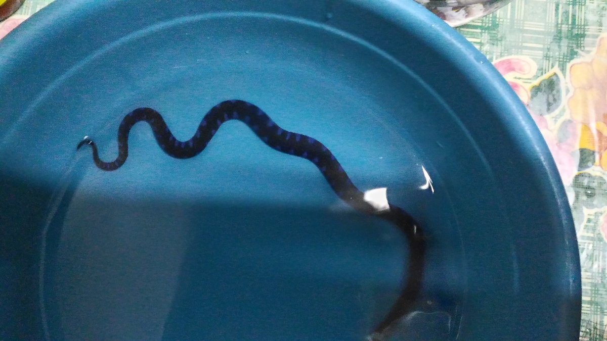 Snake