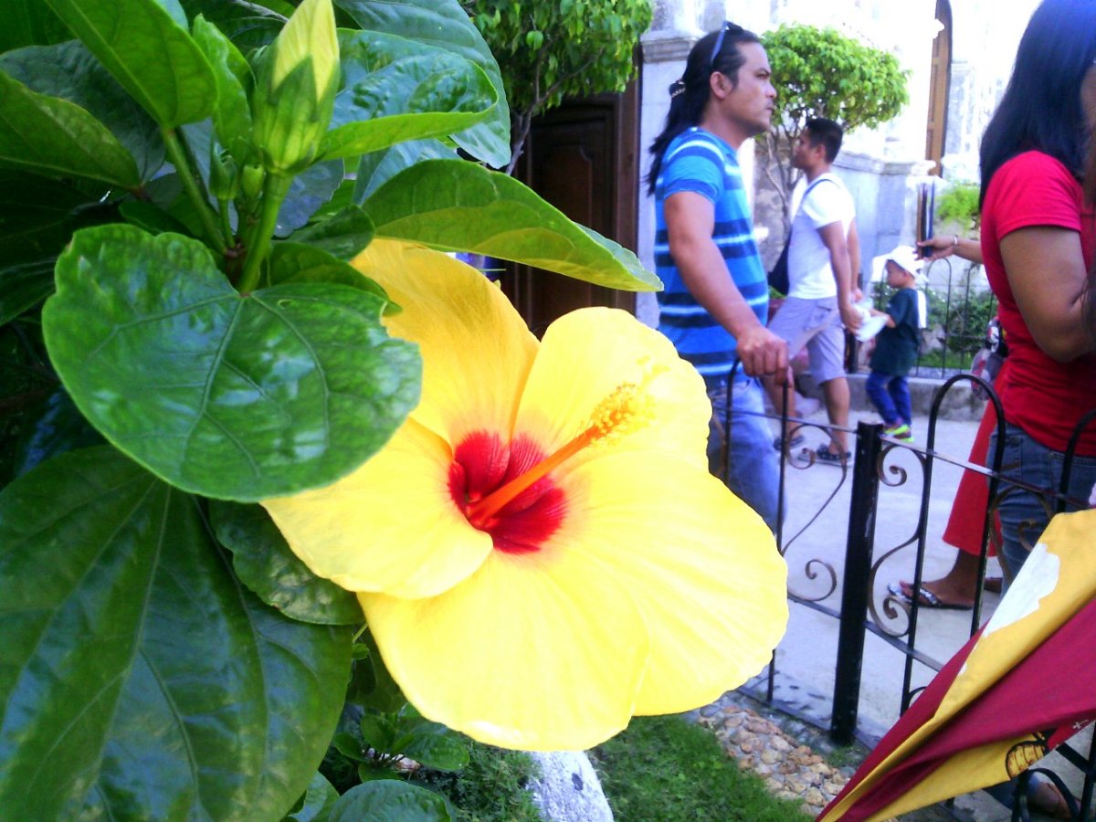 Yellow, gumamela