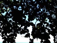 Grass, leaves, plants