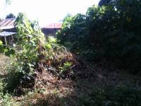 Plants