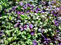 Plants