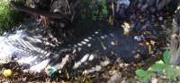 Garbage, pollution