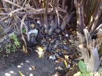Garbage, pollution