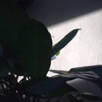 Grass, leaves, plants