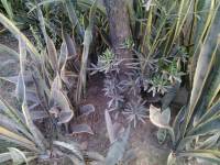 Plants