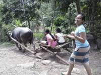 Carabao