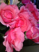 Flower, roses