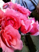 Flower, roses